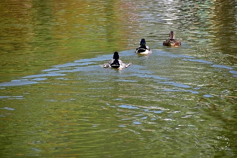 大湖公園