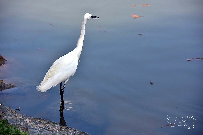 大湖公園白鷺鷥