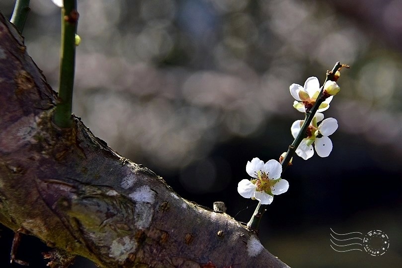 大湖公園梅花