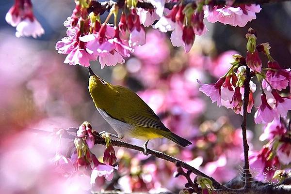 東湖櫻花林綠繡眼