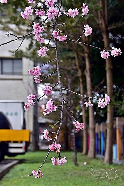 自來水博物館:河津櫻