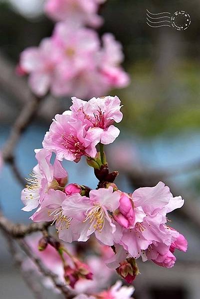 自來水博物館:河津櫻