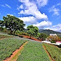 三層崎公園花海