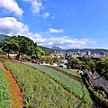 三層崎公園花海