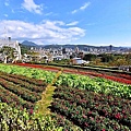 三層崎公園花海