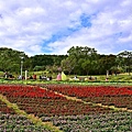 三層崎公園花海