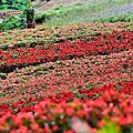 三層崎公園花海