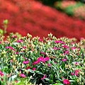 三層崎公園花海