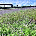 三層崎公園花海