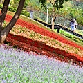 三層崎公園花海