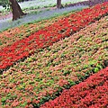 三層崎公園花海