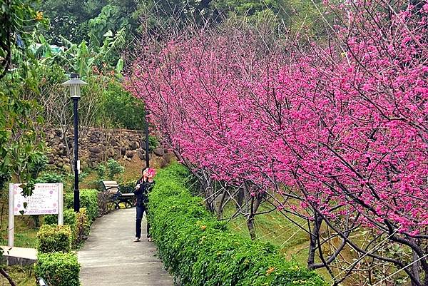 鶯歌永吉公園:櫻花