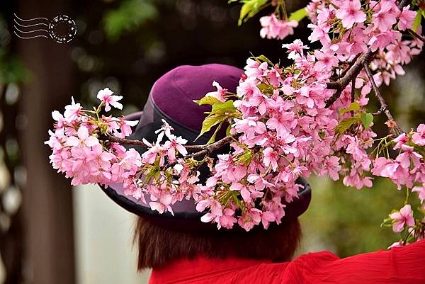 鶯歌永吉公園:垂枝櫻