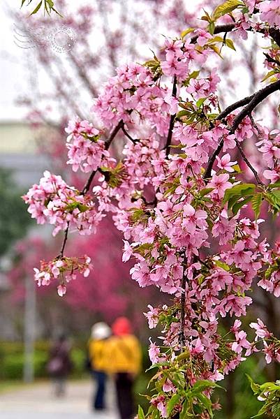 鶯歌永吉公園:垂枝櫻