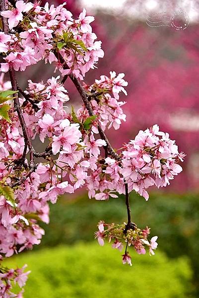 鶯歌永吉公園:垂枝櫻