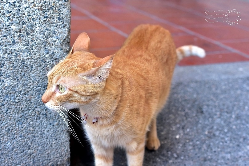 三峽老街