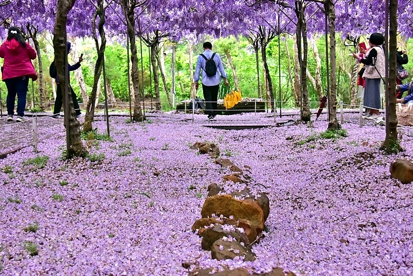 2023淡水紫藤咖啡園