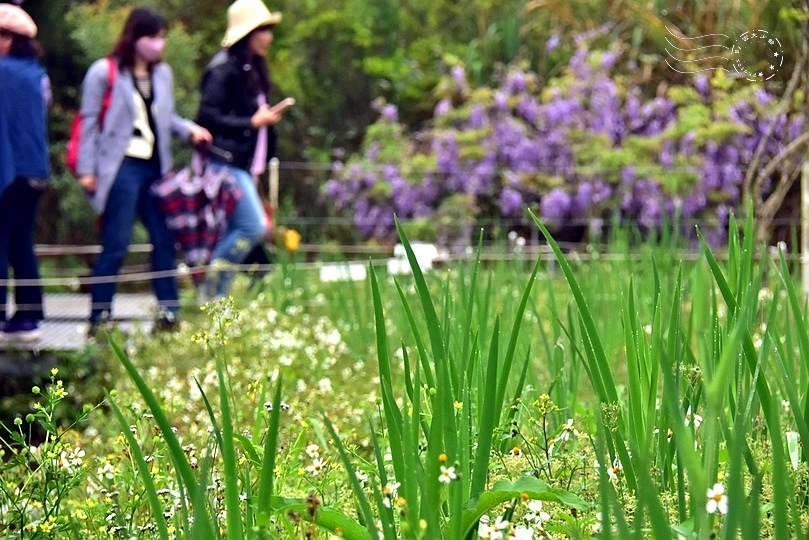 2023淡水紫藤咖啡園