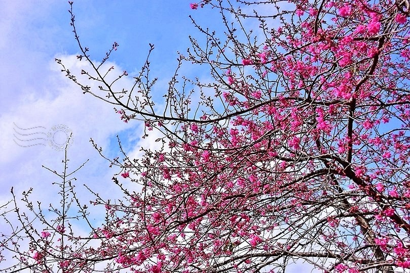 南投草頭坪玉山觀光茶園