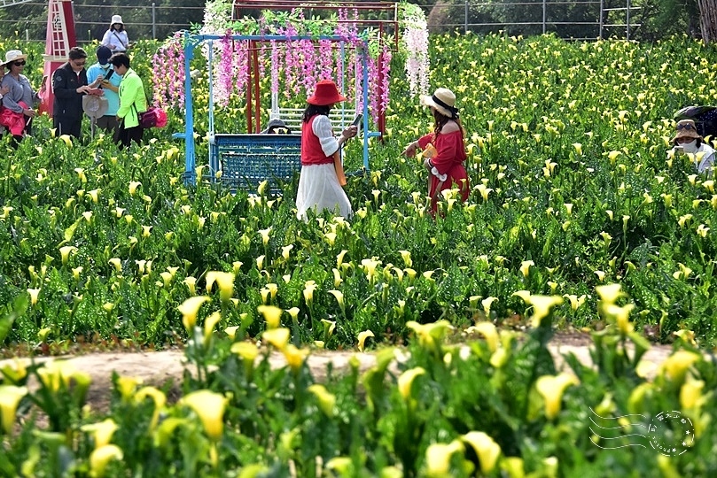 台中外埔金黃海芋季