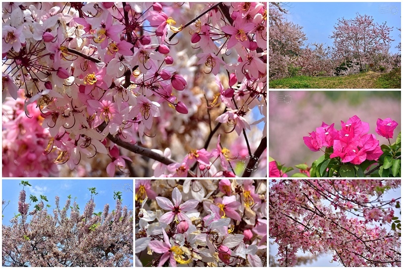 嘉義竹崎阿拉伯村(花旗木)