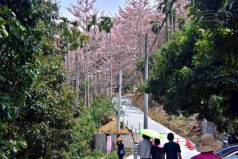 嘉義竹崎阿拉伯村(花旗木)