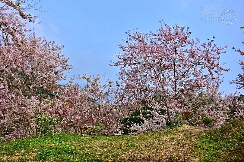 嘉義竹崎阿拉伯村(花旗木)