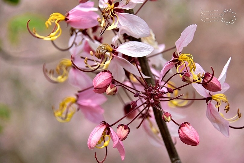 嘉義竹崎阿拉伯村(花旗木)