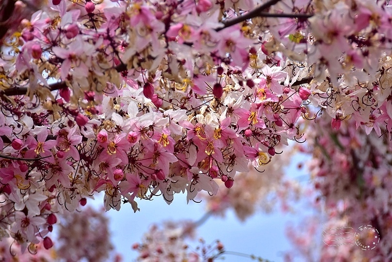 嘉義竹崎阿拉伯村(花旗木)