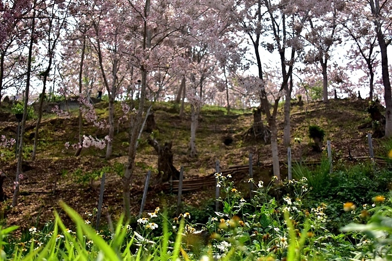 嘉義竹崎阿拉伯村(花旗木)