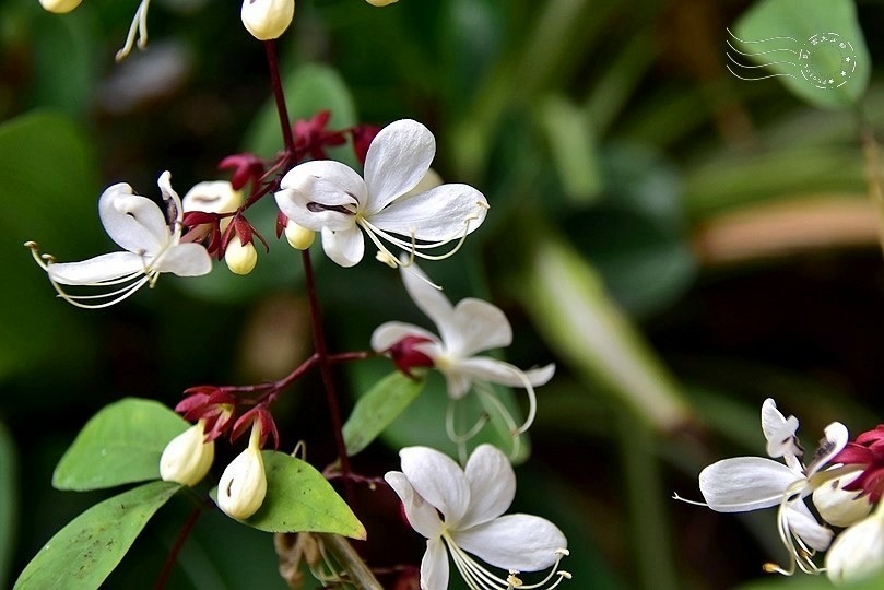 垂枝茉莉