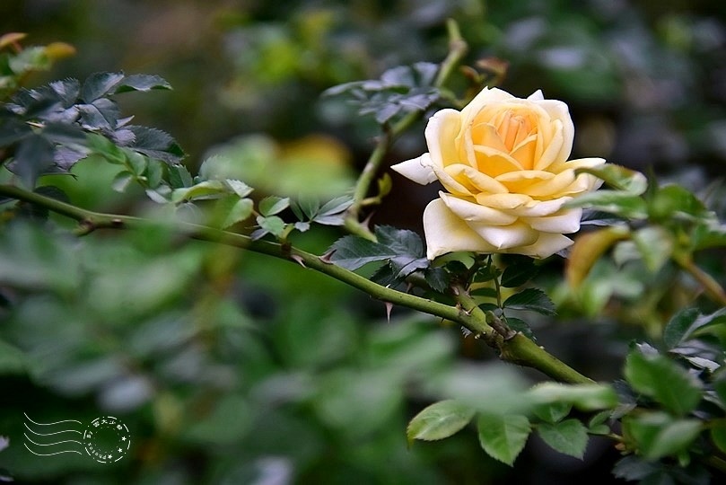 楊梅雅聞花園