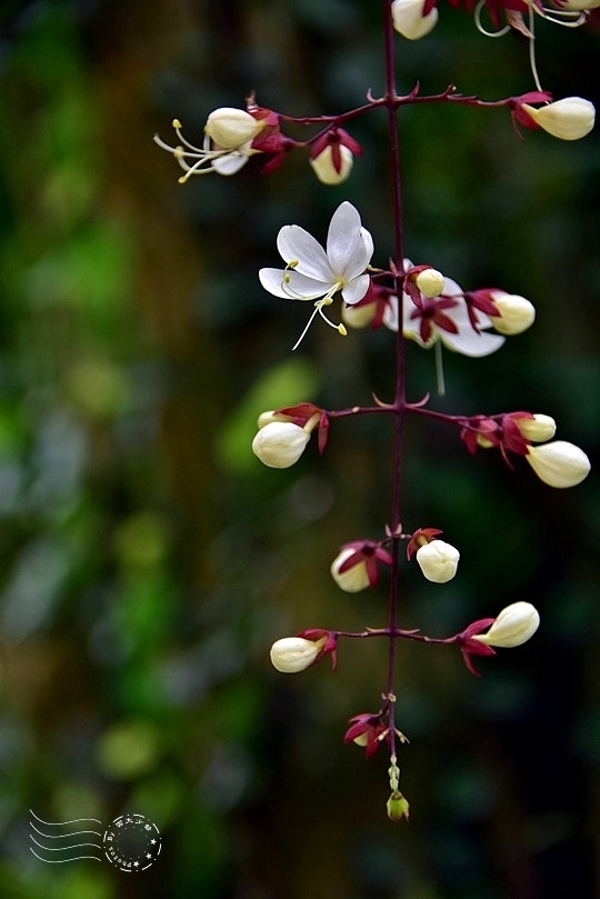 垂枝茉莉