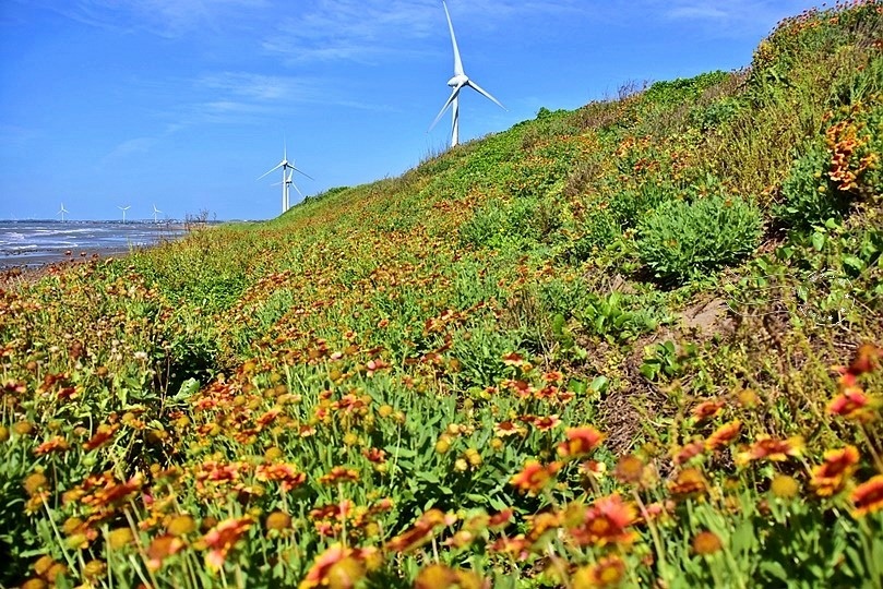 後龍海角樂園天人菊