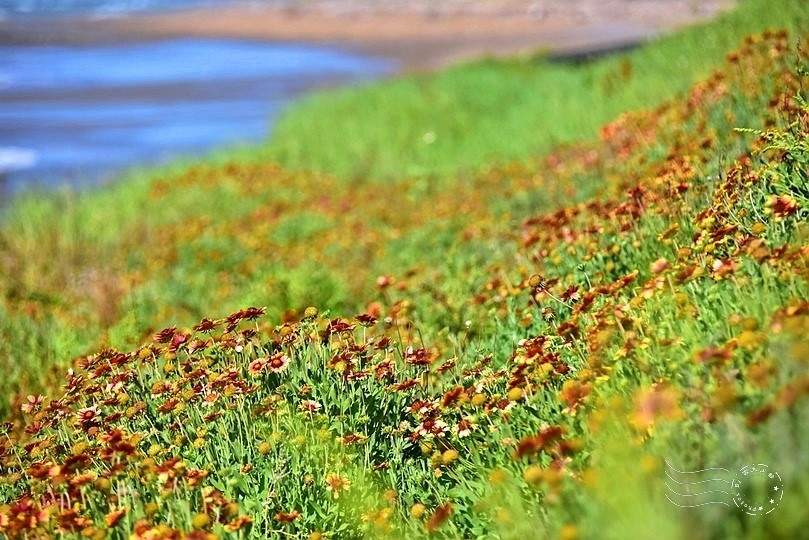 後龍海角樂園天人菊