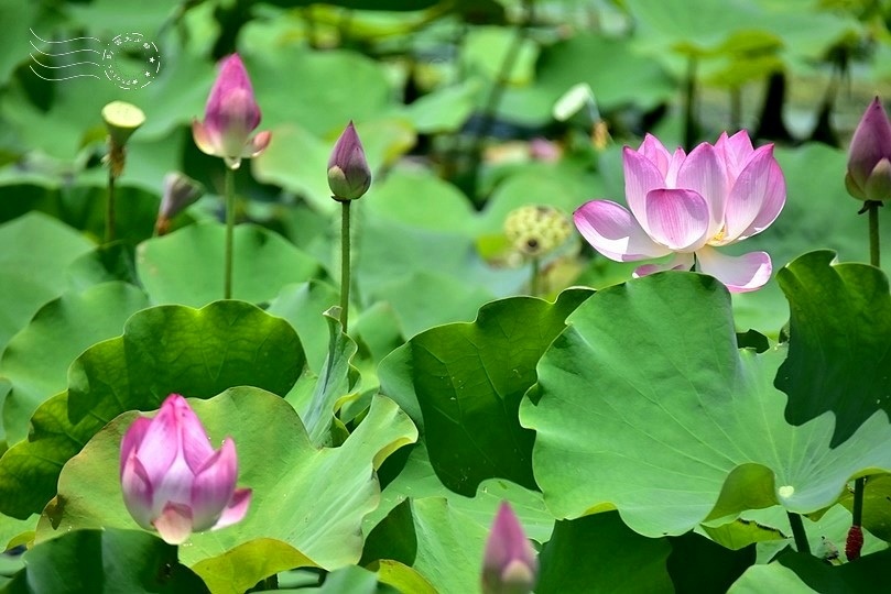 大鼎夏荷牛肉麵館:荷花池