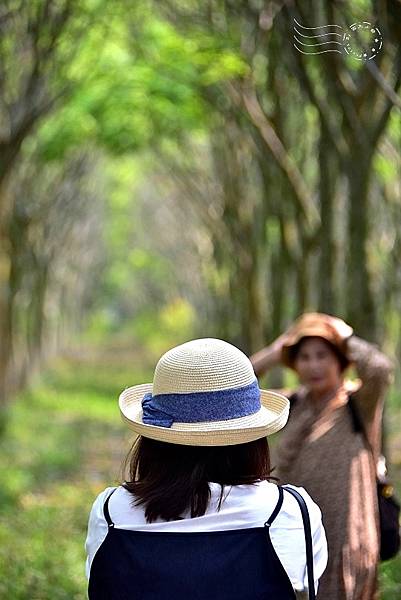 后里無患子森林 龍貓隧道