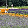 古亭河濱公園花海