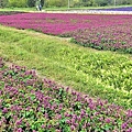 古亭河濱公園花海