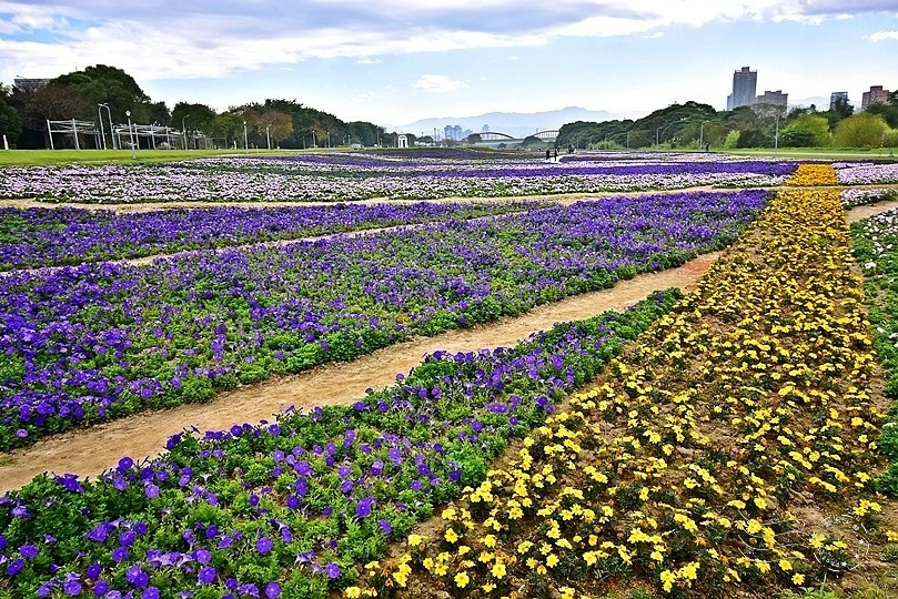 古亭河濱公園花海