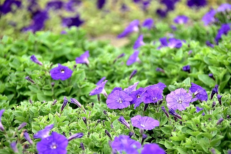 古亭河濱公園花海