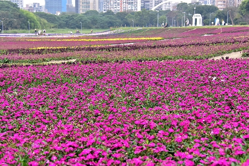 古亭河濱公園花海