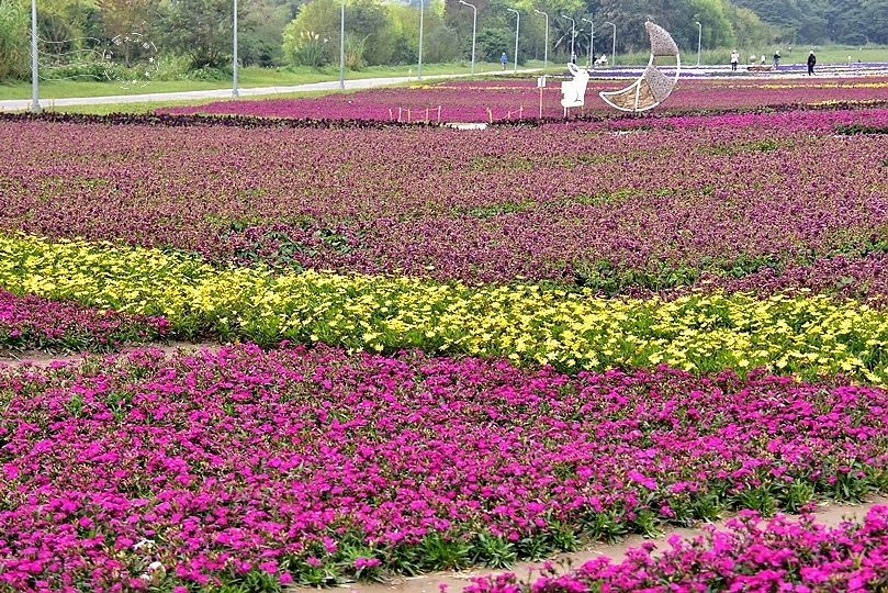 古亭河濱公園花海