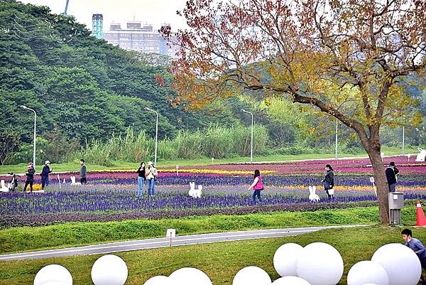 古亭河濱公園花海