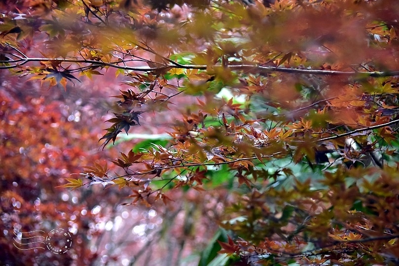 太平山莊紫葉槭