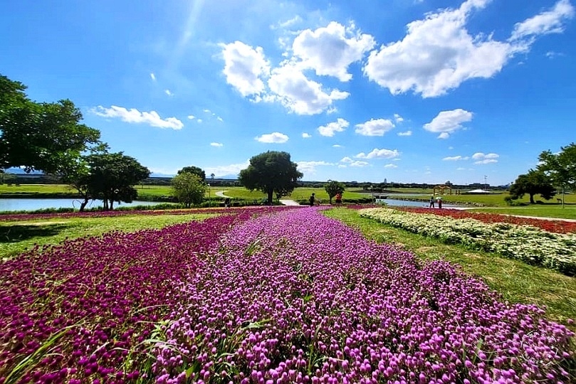 美堤河濱公園2023花海