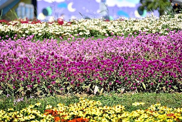 美堤河濱公園2023花海