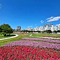 美堤河濱公園2023花海