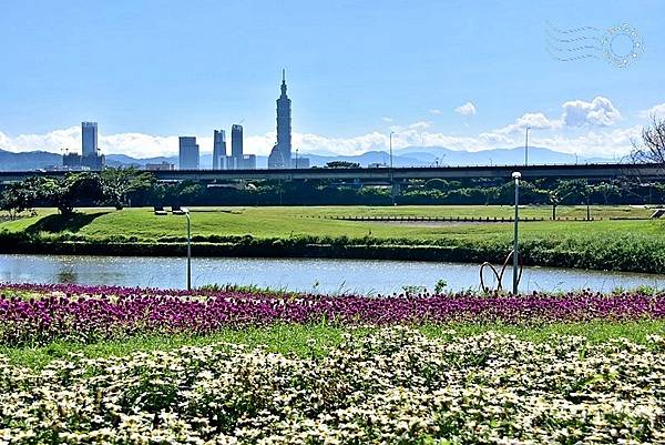 美堤河濱公園2023花海