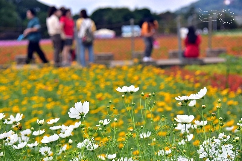 2023臺中國際花毯節美食區